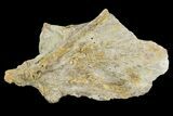 Mosasaur (Platecarpus) Pre-Orbital - Kansas #96908-1